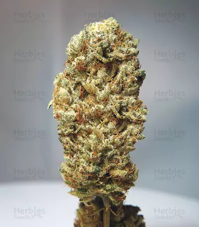 Semi femminizzati di Strawberry Glue