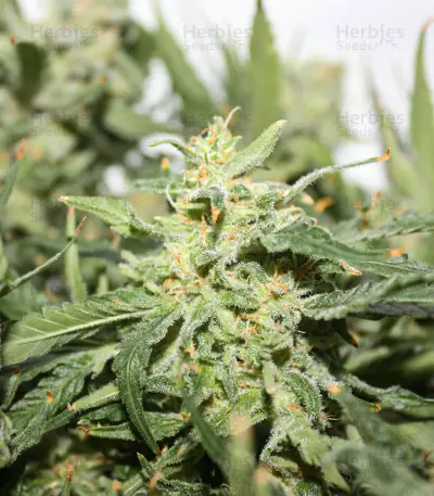 Sementes Feminizadas de Sugar Black Rose Early Version (Delicious Seeds)