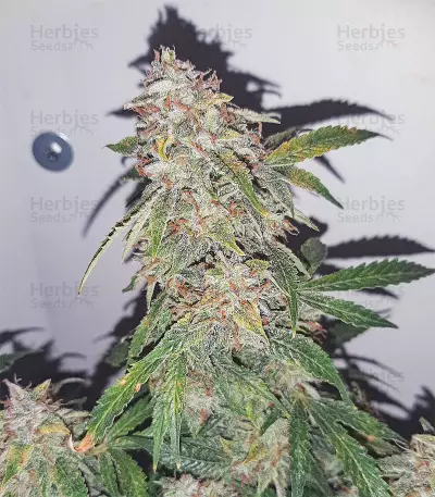 Sweet Mango Auto (GHS)