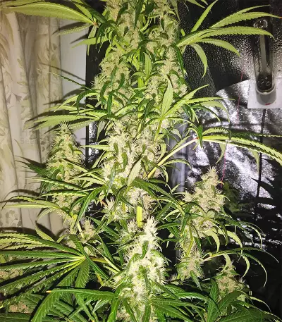 Tikal Seeds - Cannabis Strain Seeds for Sale