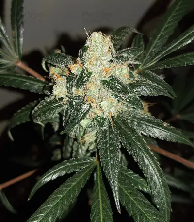Wedding Cake Auto Feminized Seeds