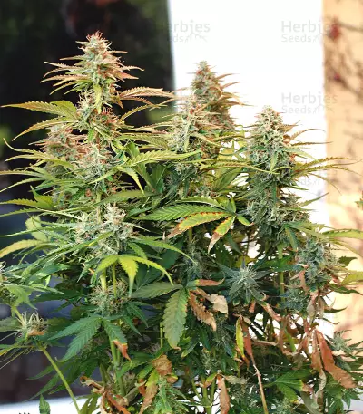 White Haze Automatic feminized seeds