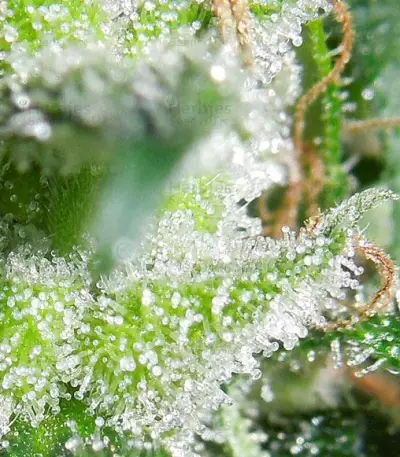 Zamaldelica Regular seeds