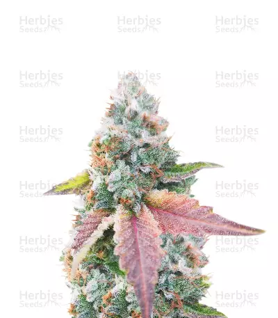 Afghan Feminized Seeds (Herbies Seeds USA)