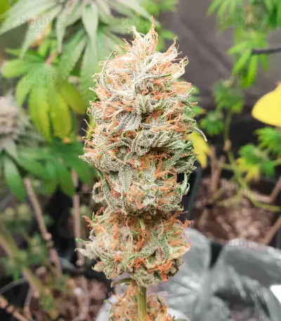 Amnesia Mac Ganja strain