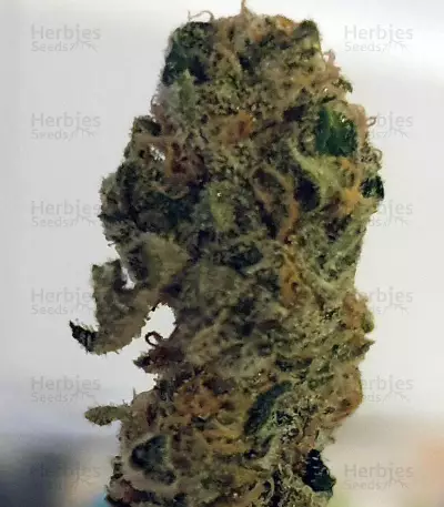 Auto Masszar Seeds