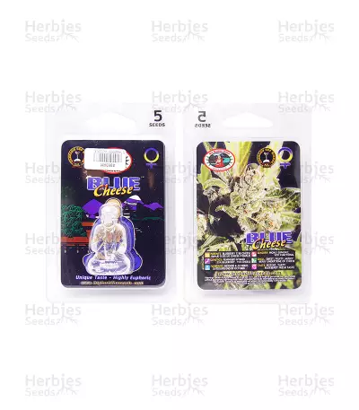 Blue Cheese Seeds (Big Buddha Seeds)