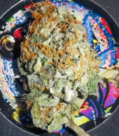 Graines de cannabis Blue Pyramid (Pyramid Seeds)