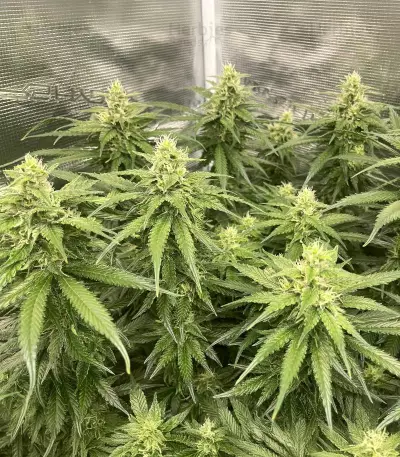 Cheese (Herbies Seeds)