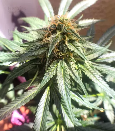 Critical Automatic Seeds