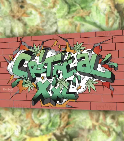 Critical XXL (Herbies Seeds)