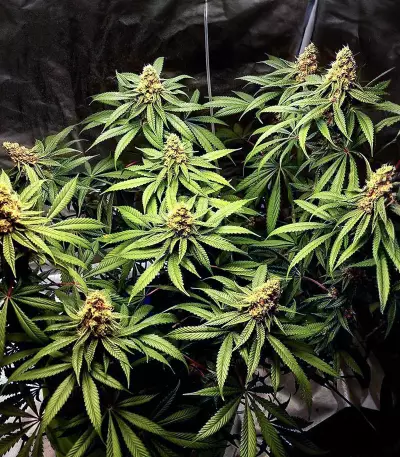 Dozy Sith Seeds (AlphaFem Seeds)