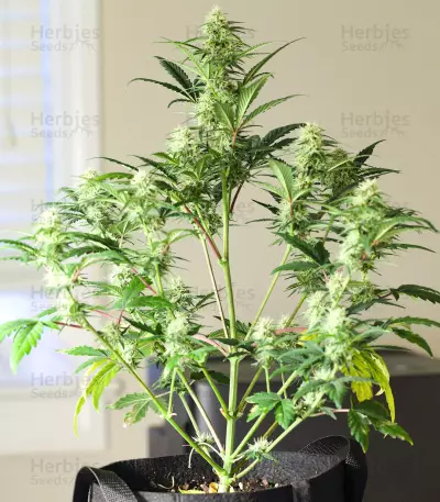 Graines féminisées de Godzilla Original Glue GG#4 (Herbies Seeds)