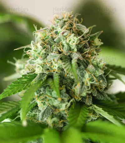 Graines féminisées de Godzilla Original Glue GG#4 (Herbies Seeds)