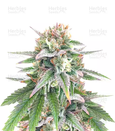 Kush 'N' Cookies CBD (Garden of Green Seeds)