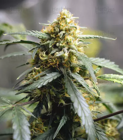 Original Auto Northern Lights (Fast Buds)