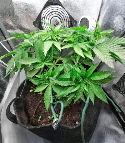 Original Glue Seeds