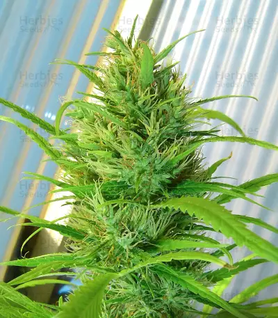 Passion #1 feminized seeds