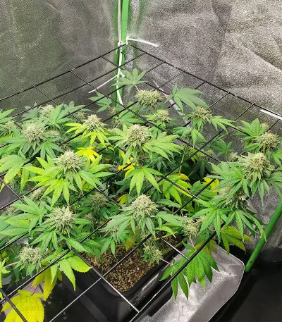 Purple Punch x Lemon Drizzle Feminized Seeds (Barney’s Farm)