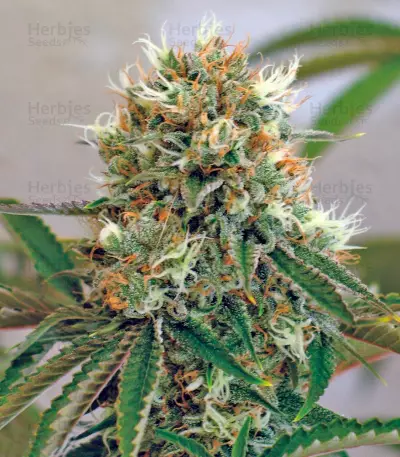 Red Cherry Berry (Barney's Farm)