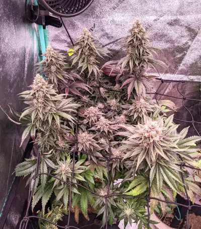 Runtz feminized seeds (Barney's Farm)
