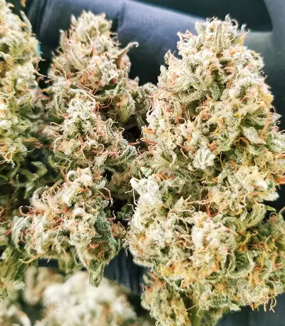 Skywalker OG Seeds