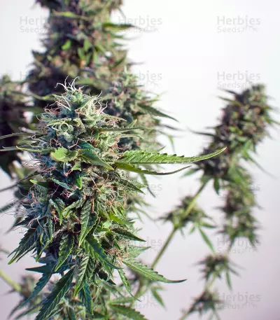 Graines de cannabis Snow Storm #2 Auto (Dutch Passion)