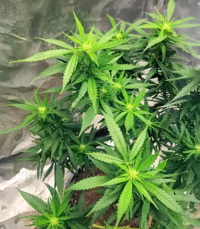 SoCal Masterkush Seeds
