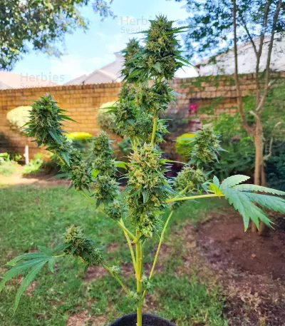 Somango XXL (Nirvana Seeds)