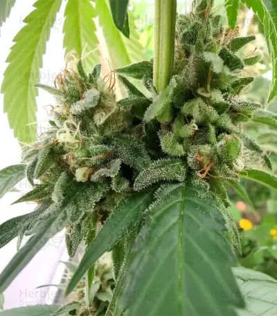 Graines de cannabis Black Berry OG (Emerald Triangle Seeds)