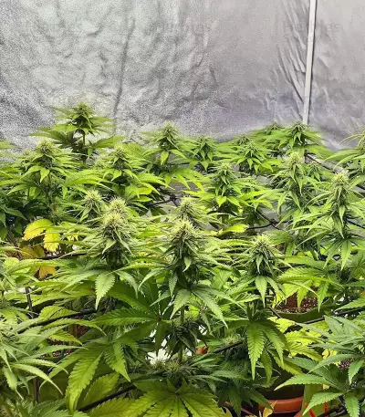 Bubba Kush Marijuana Strain