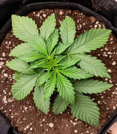 CBD Victory Auto Seeds