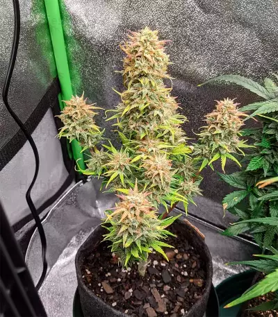 Cheese Auto