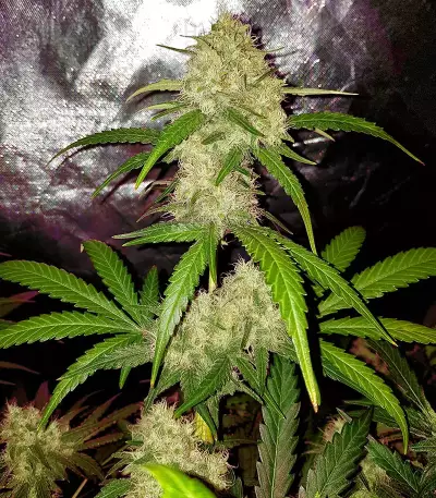 Critical Purple Kush feminized seeds