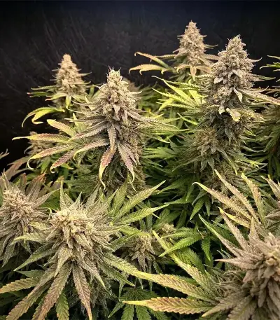 Crop Doctor CBD feminized seeds