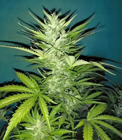 Early Girl regular seeds