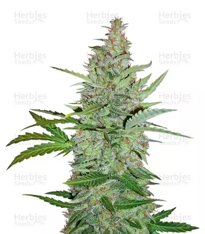 Early Skunk (Early Pearl x Skunk) Semi regolari