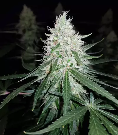 Exodus Cheese x Jack Herer x NL5 feminized seeds