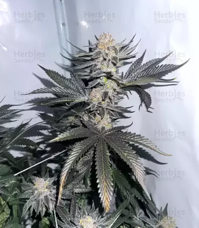 Gelato #45 féminisée (Barney's Farm)