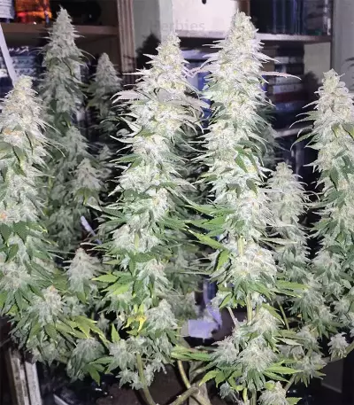 GG#4 Original Glue Seeds (Original Sensible Seeds)