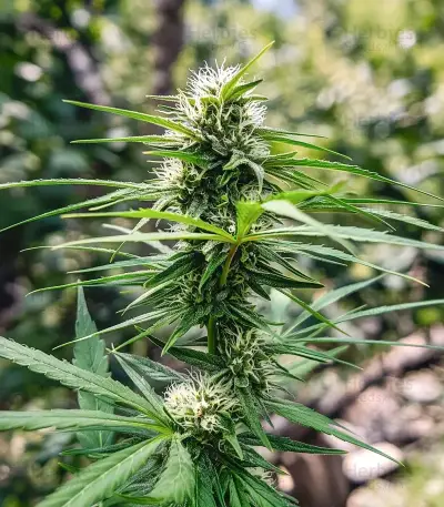 Jamaican Dream Auto Seeds