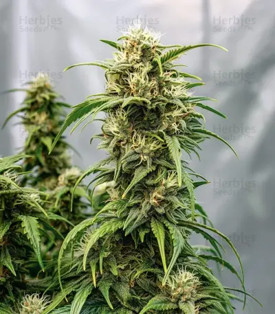Kerosene Krash Auto Seeds