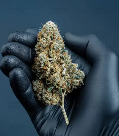 Mac #1 Auto Seeds