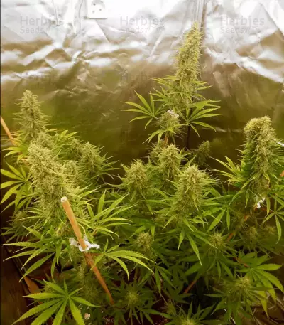 Malawi Seeds