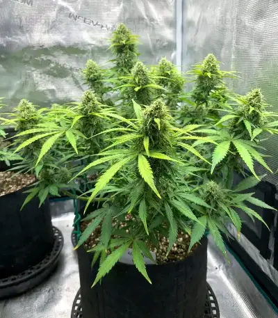 Mokum's Tulip Auto Seeds