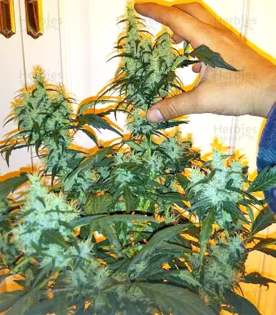Panama D.C. Seeds