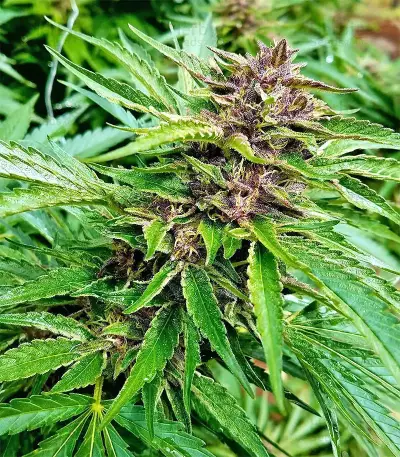 Pure Kush Seeds (Original Sensible Seeds)