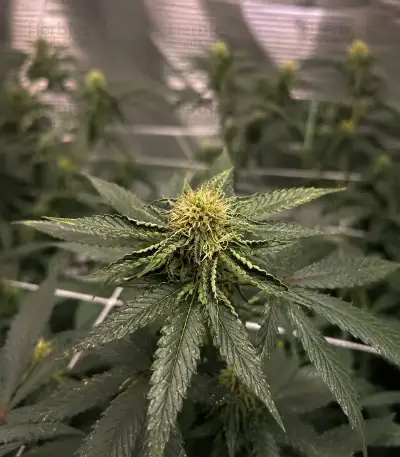 RS11 Seeds (Barney's Farm)