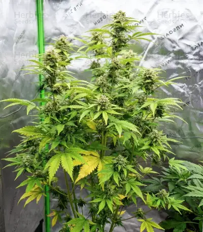 Strawberry Banana Auto Seeds