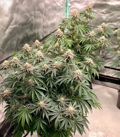Air Lemon (Super Lemon Haze x RS11) Seeds